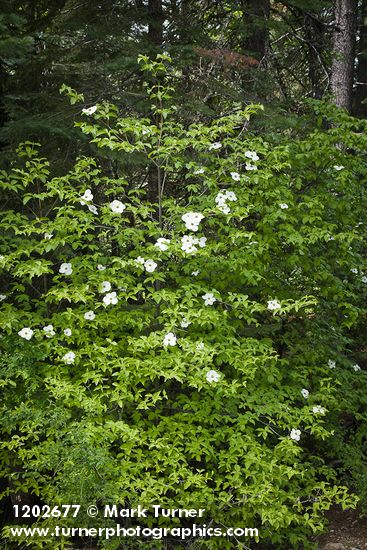 Pacific Dogwood