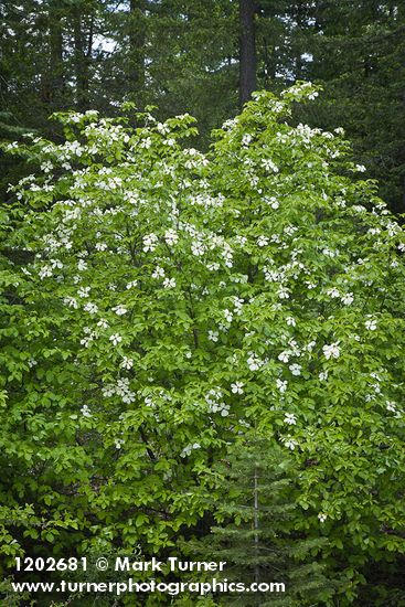 Pacific Dogwood