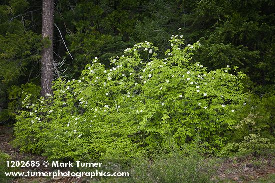 Pacific Dogwood