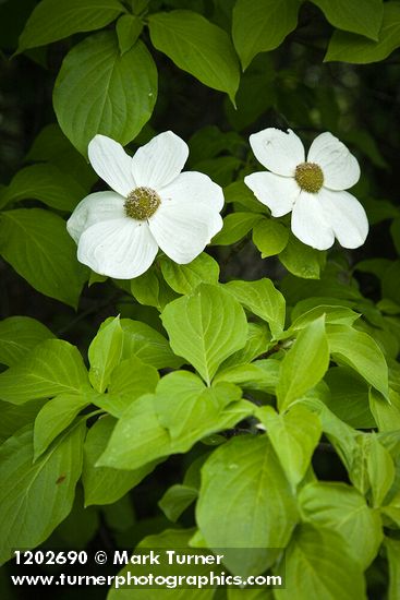 Pacific Dogwood blossoms & foliage