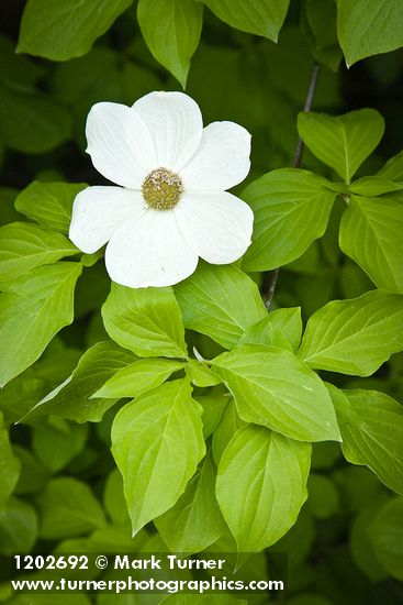 Pacific Dogwood blossom & foliage
