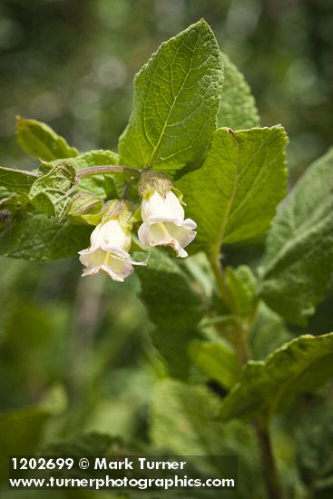 Woodbalm blossoms & foliage