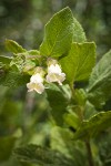 Woodbalm blossoms & foliage