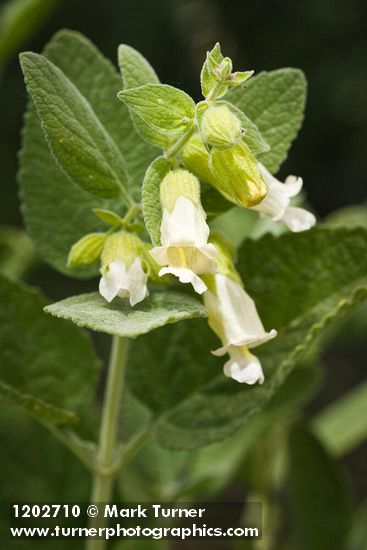 Woodbalm blossoms & foliage detail