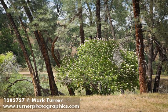 California Buckeye under Gray Pines