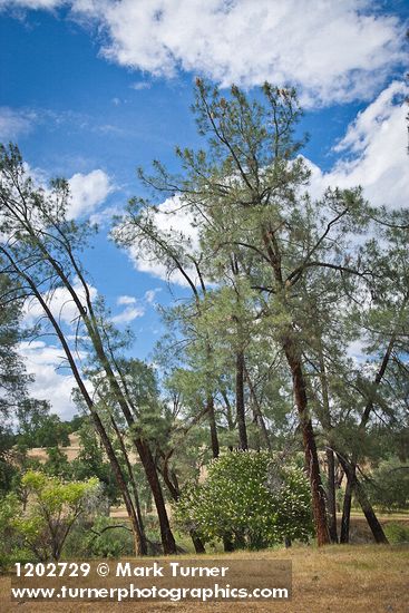 California Buckeye under Gray Pines