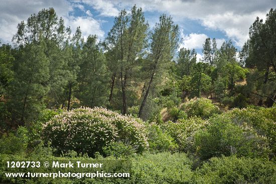California Buckeye w/ Gray Pines