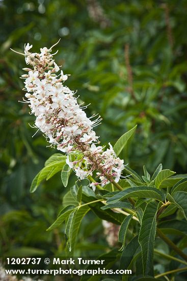 California Buckeye blossoms & foliage