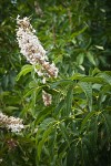 California Buckeye blossoms & foliage