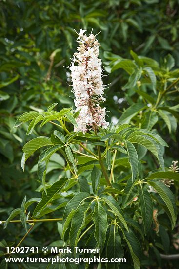 California Buckeye blossoms & foliage