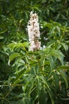 California Buckeye blossoms & foliage