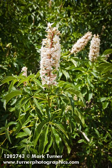 California Buckeye blossoms & foliage