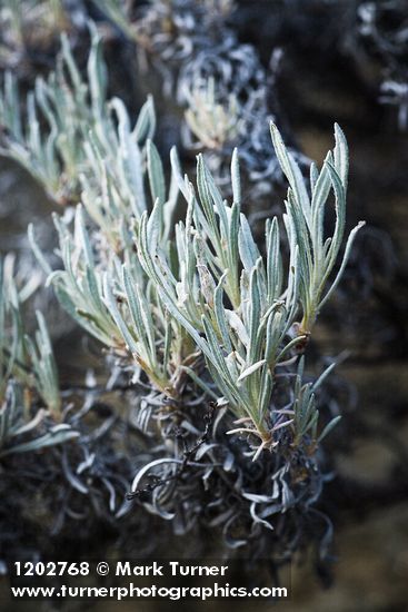 Bastardsage foliage detail