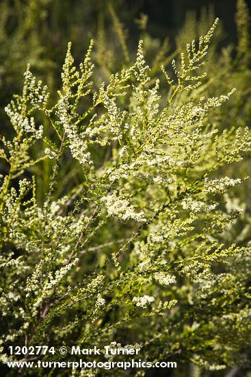 Chamise blossoms & foliage