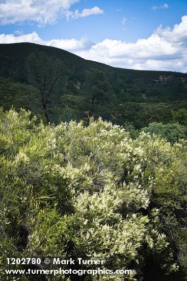 Chamise highlighted by sun