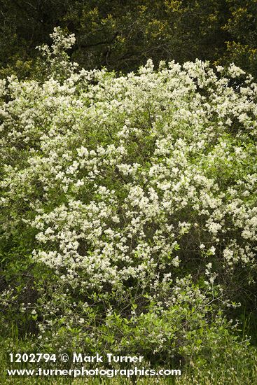 Coast Whitethorn