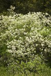 Coast Whitethorn