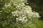 Coast Whitethorn