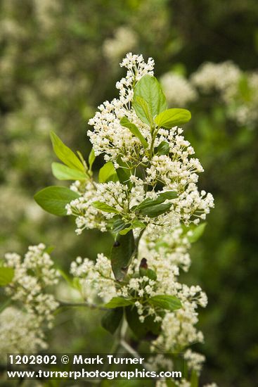 Coast Whitethorn blossoms & foliage