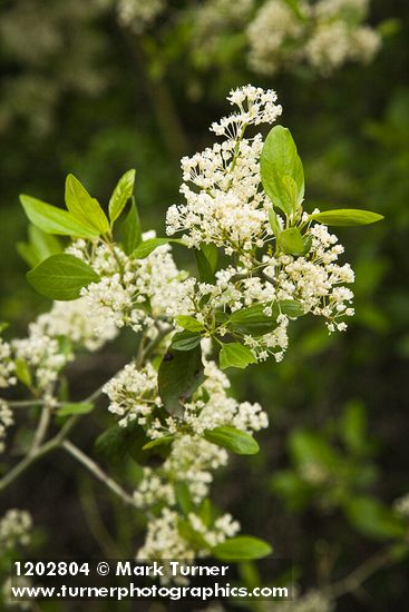 Coast Whitethorn blossoms & foliage