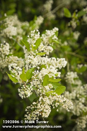 Coast Whitethorn blossoms & foliage