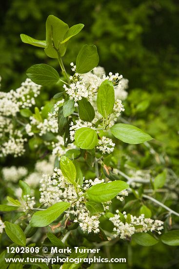 Coast Whitethorn blossoms & foliage