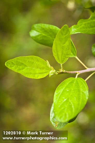 Coast Whitethorn foliage detail