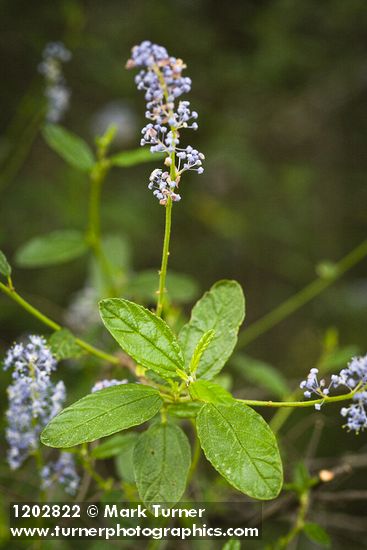 Jim Brush blossoms & foliage detail