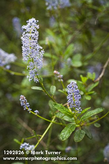 Jim Brush blossoms & foliage