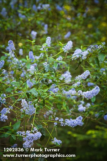 Parry Ceanothus blossoms & foliage