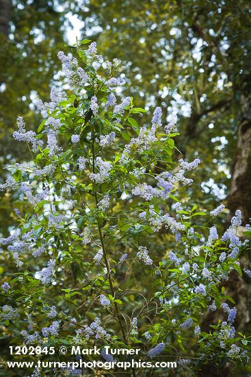 Parry Ceanothus blossoms & foliage
