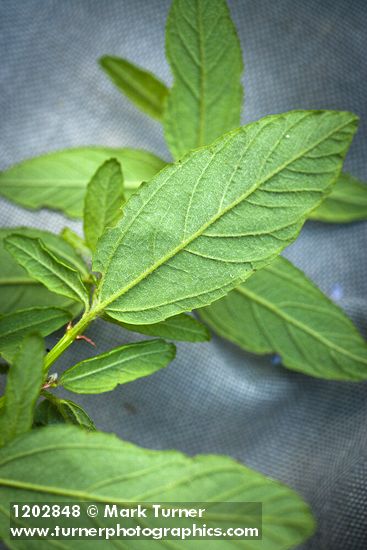 Parry Ceanothus foliage underside detail
