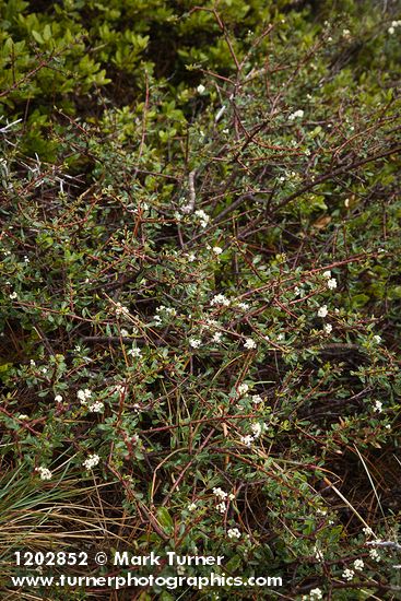 Arching Ceanothus