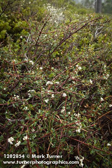 Arching Ceanothus