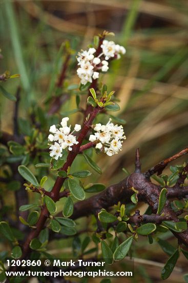 Arching Ceanothus blossoms & foliage detail