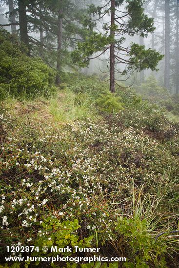 Arching Ceanothus under Jeffrey Pines w/ Huckleberry Oaks