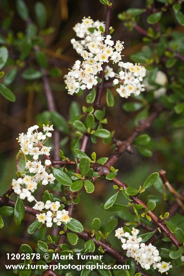 Arching Ceanothus blossoms & foliage detail