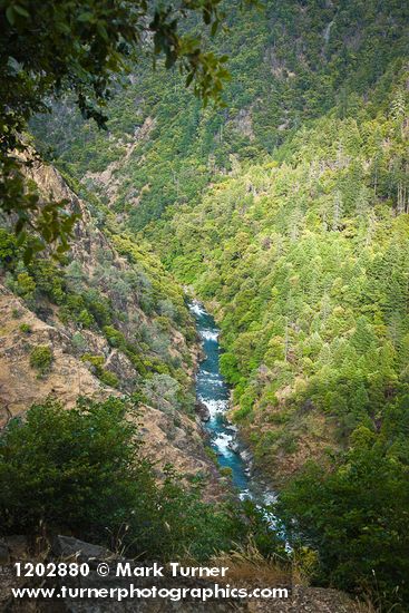 Fir & Ponderosa Pine forest, Gray Pines on Bell Creek canyon walls at Trinity River