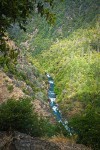 Fir & Ponderosa Pine forest, Gray Pines on Bell Creek canyon walls at Trinity River