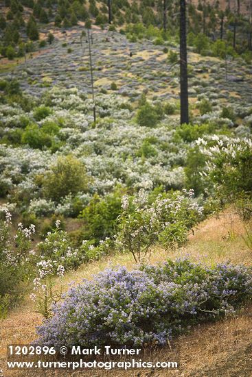 Chaparral Whitethorn w/ Yerba Santa, Deer Brush on hillside ~10 years after fire