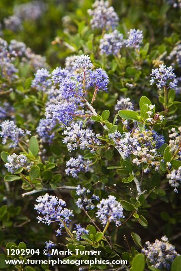 Chaparral Whitethorn blossoms & foliage