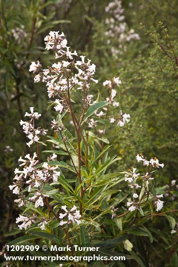 Yerba Santa blossoms & foliage