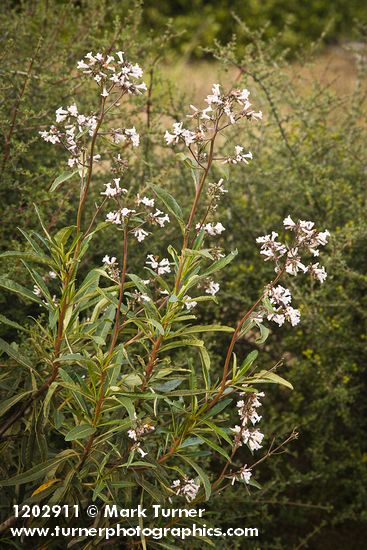 Yerba Santa blossoms & foliage
