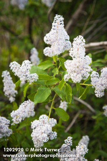 Deer Brush blossoms & foliage