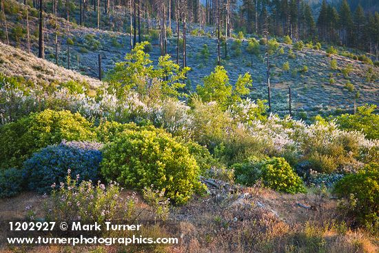 Chaparral Whitethorn w/ Yerba Santa, Deer Brush, Manzanita on hillside ~10 years after fire
