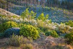 Chaparral Whitethorn w/ Yerba Santa, Deer Brush, Manzanita on hillside ~10 years after fire