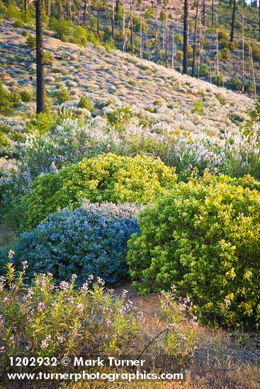 Chaparral Whitethorn w/ Yerba Santa, Deer Brush, Manzanita on hillside ~10 years after fire