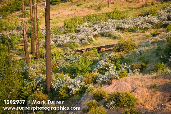 Deer Brush, Manzanita on hillside ~10 years after fire