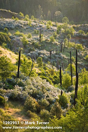 Deer Brush, Chaparral Whitethorn on hillside ~10 years after fire
