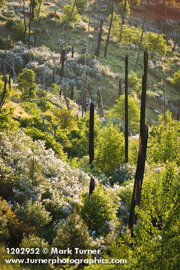 Deer Brush, Chaparral Whitethorn on hillside ~10 years after fire